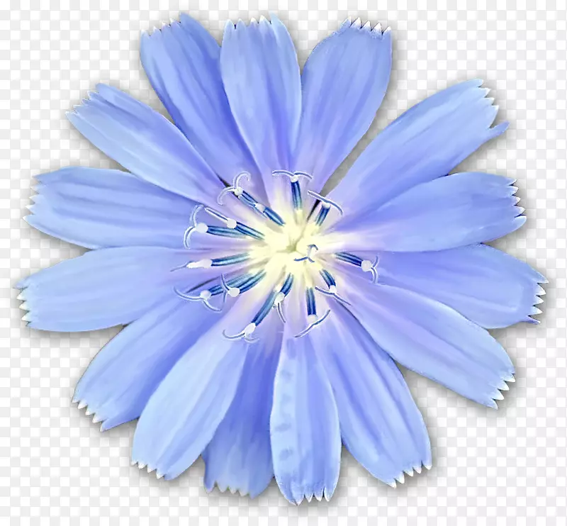 菊苣花，多莉，荒野摄影，蓝花