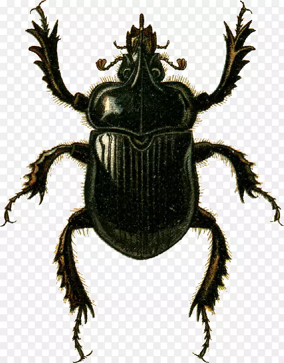 粪甲虫