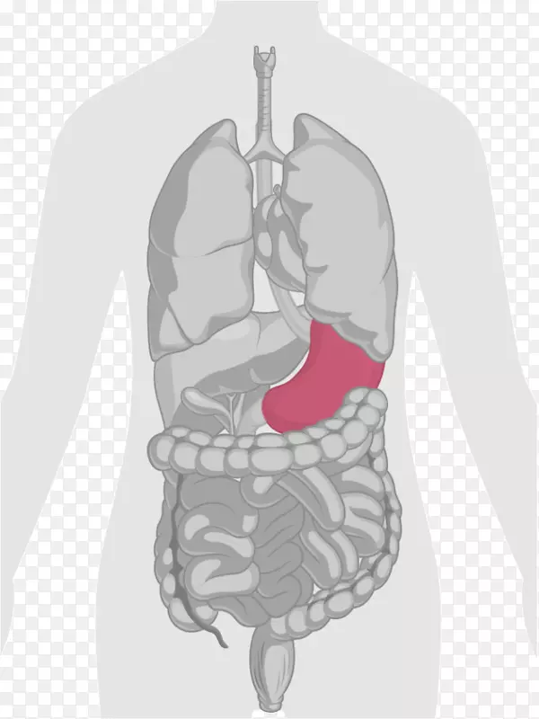 人体肝脏、胃肠道解剖剪贴画