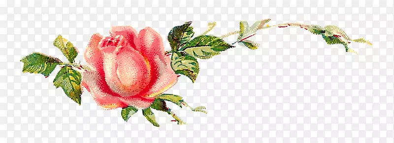 花园玫瑰、蜈蚣玫瑰、破旧别致的插花艺术
