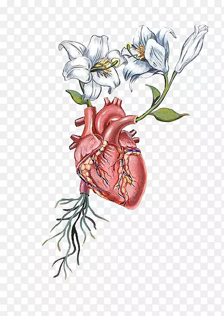 心脏解剖花画-心脏