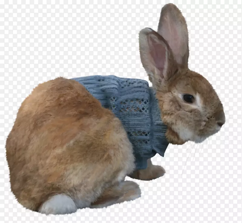 家养兔子复活节兔子波兰兔-兔