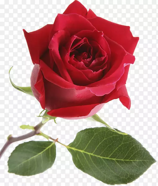 花园玫瑰花、蜈蚣玫瑰、花折玫瑰、联名玫瑰-婚姻玫瑰