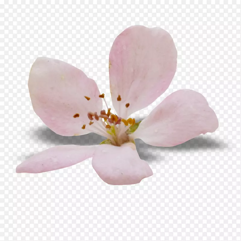 飞蛾兰花，樱花花瓣，圣奥特，150分钟v.unc.nr和樱花