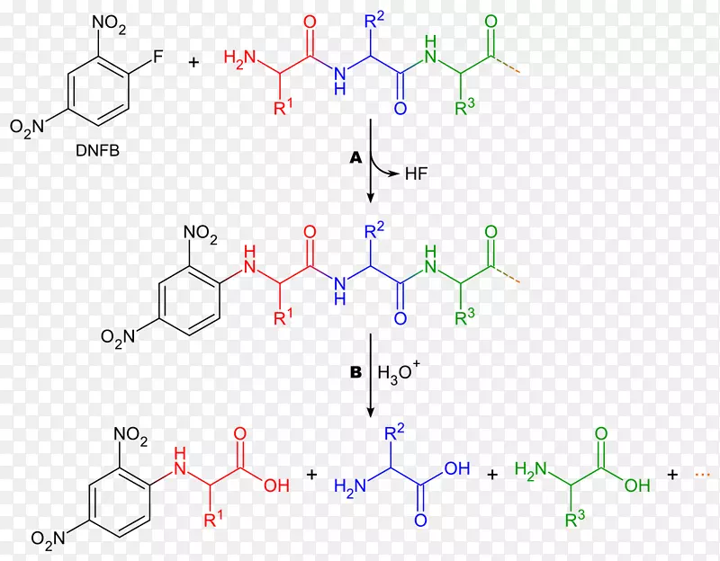 1-氟-2，4-二硝基苯蛋白测序试剂丹西氯肽