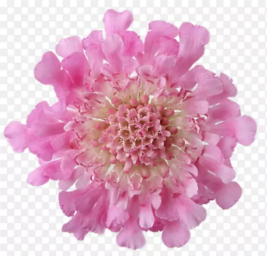 粉红色花朵花园玫瑰桌面壁纸-花