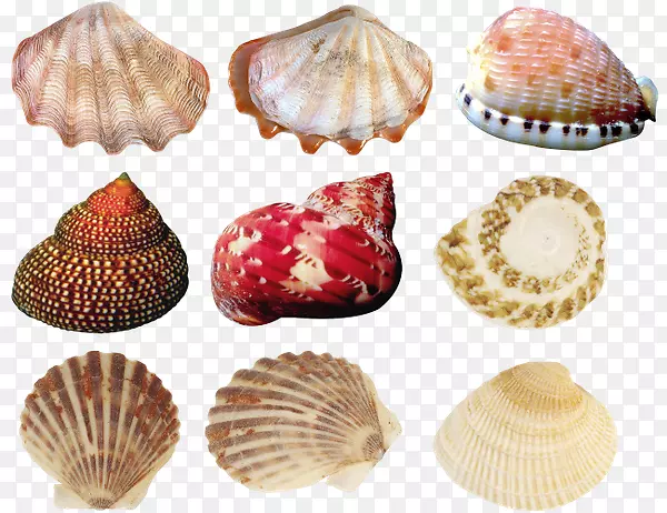 牡蛎海螺概念-海贝壳