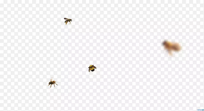 蜜蜂害虫天空