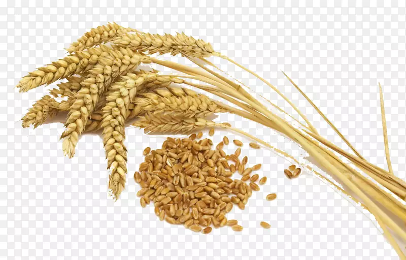 麦腹：减掉小麦，减肥，找到健康之路-普通小麦米、全麦面粉-米。