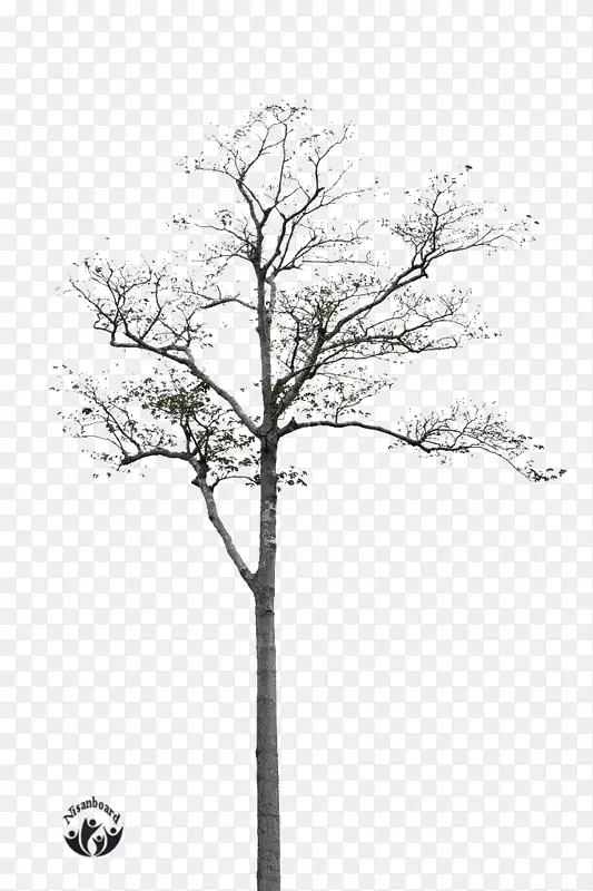 小枝黑白树