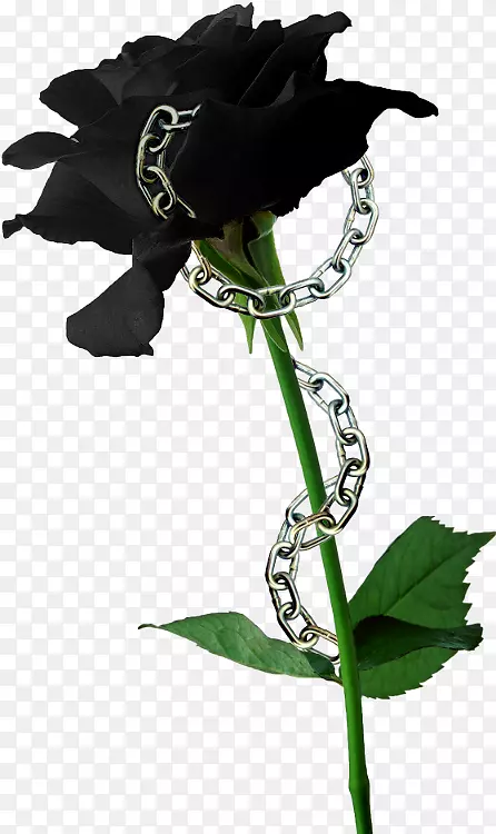 黑玫瑰种子百合花