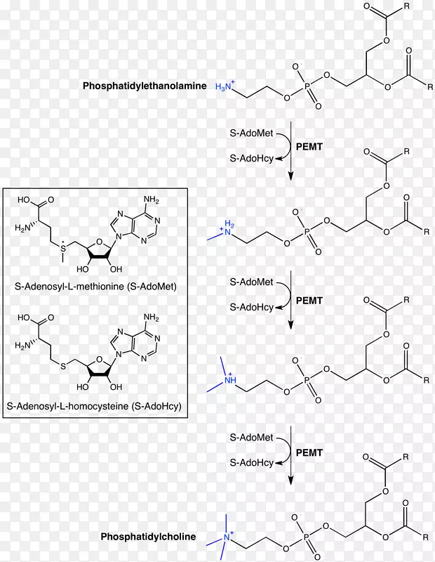 磷脂酰乙醇胺N-甲基转移酶磷脂酰胆碱
