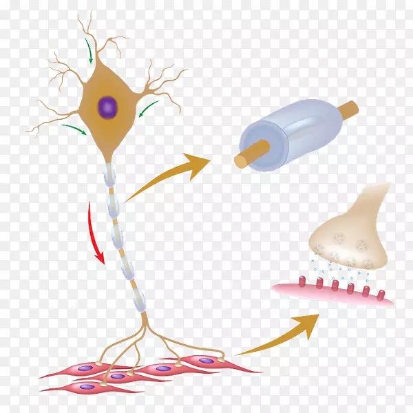 运动神经元群摄影树突