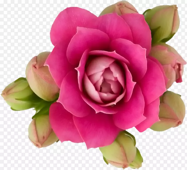 花园玫瑰花纸粉红色花