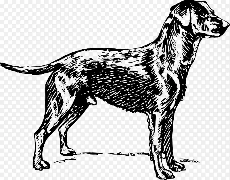 犬种拉布拉多猎犬金毛猎犬运动群金毛猎犬
