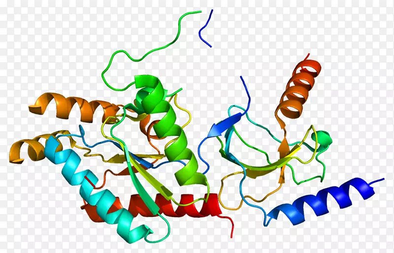 CACNB 2电压门控钙通道蛋白位点肌动蛋白-方法