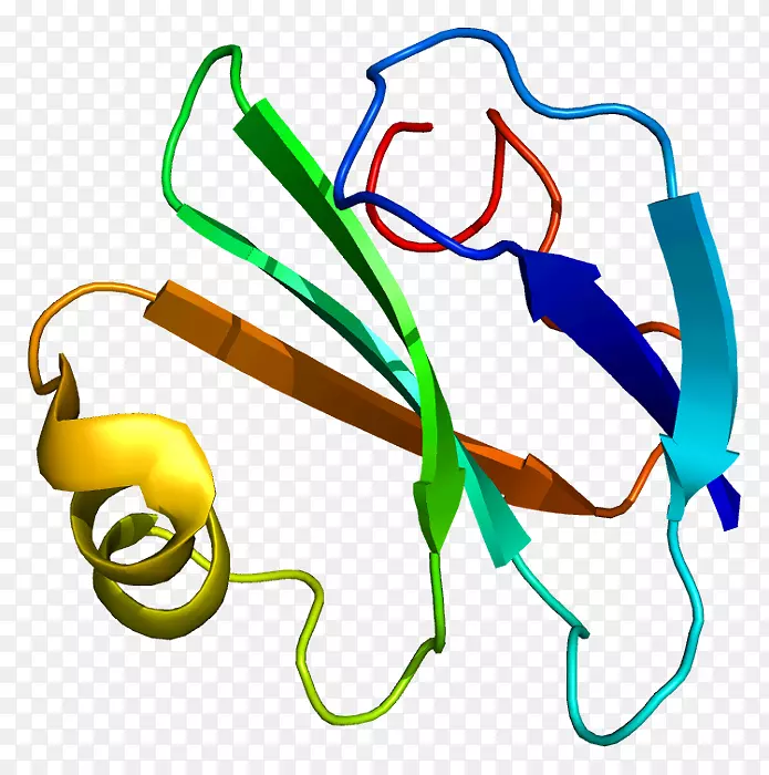 cd 59补体系统蛋白质衰变.加速因子糖基磷脂酰肌醇