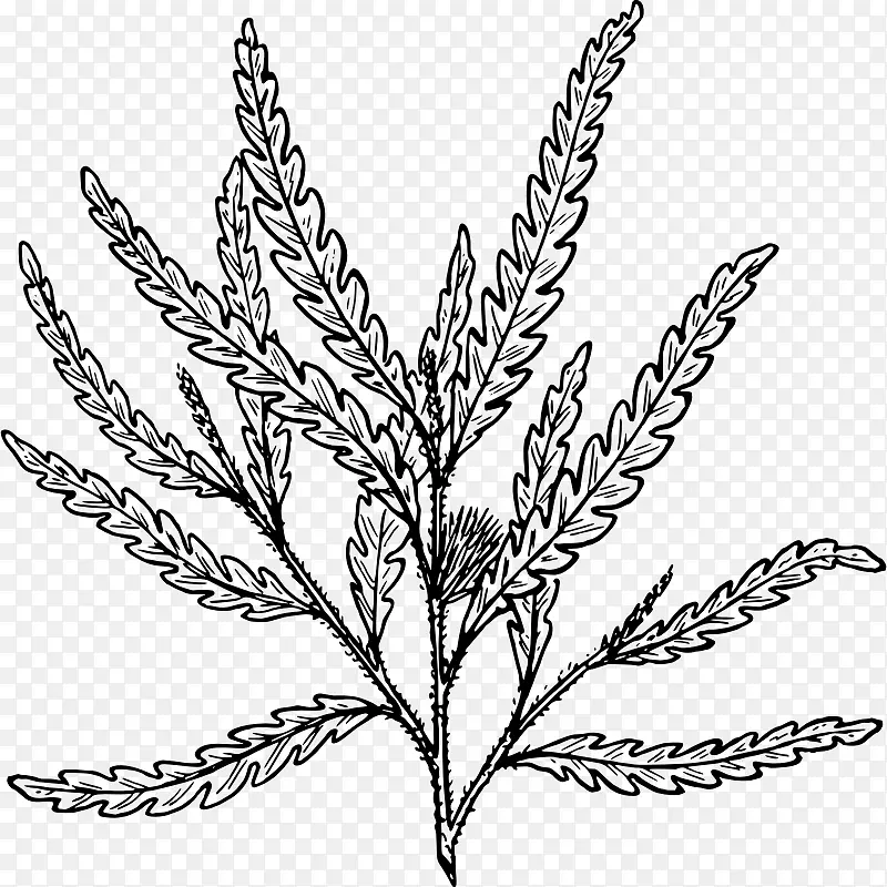 蕨类植物叶槟榔科-叶