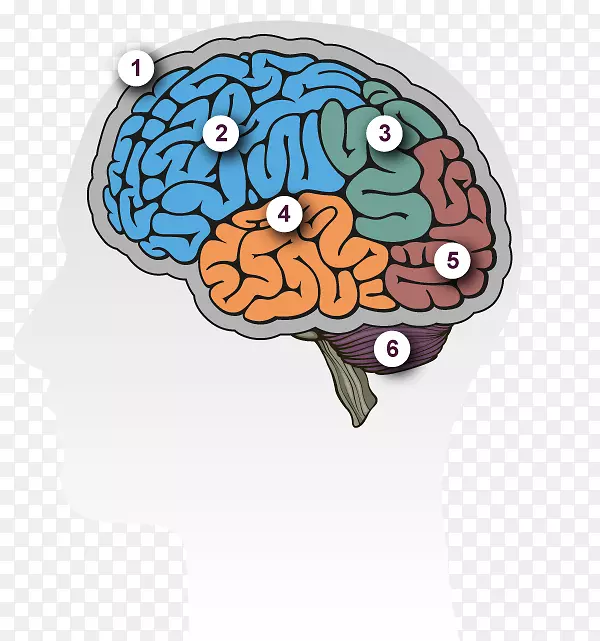 人脑痴呆脑功能偏侧化阿尔茨海默病-脑