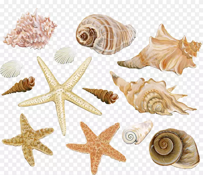 贝壳海螺水彩画.贝壳