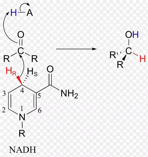 烟酰胺腺嘌呤二核苷酸氧化还原原子氮吡啶