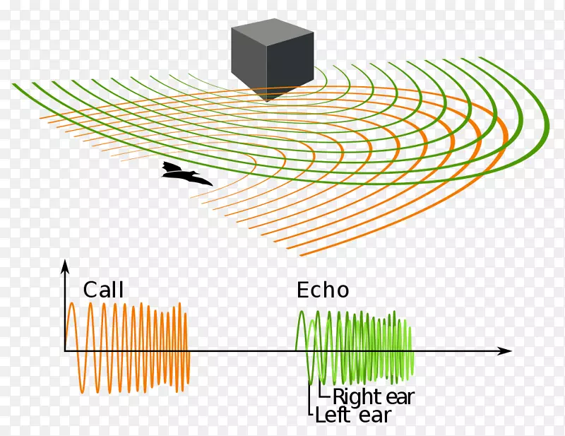 小蝙蝠齿鲸动物回声定位人类回声定位声纳