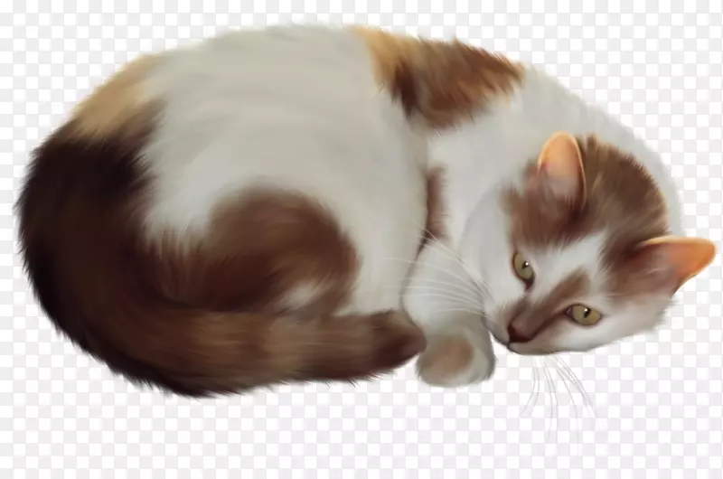猫波斯猫夹艺术-小猫
