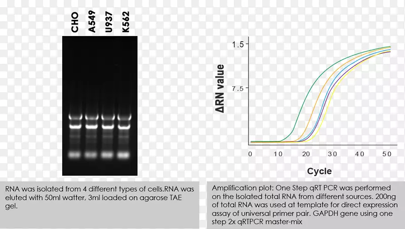 RNA提取细胞分离聚合酶链反应
