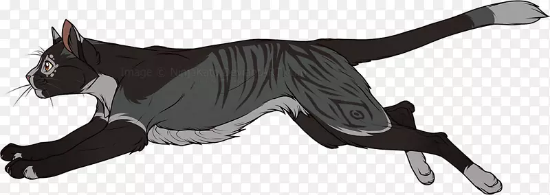猫波斯猫黑猫流行猫名称-猫