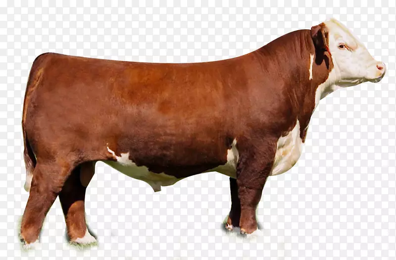 赫里福德牛，安格斯牛，短刺牛，利默辛牛，小型牛-公牛