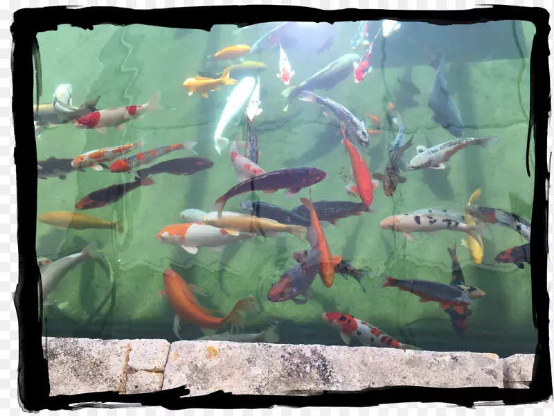 锦鲤鱼塘生态系统-绘画
