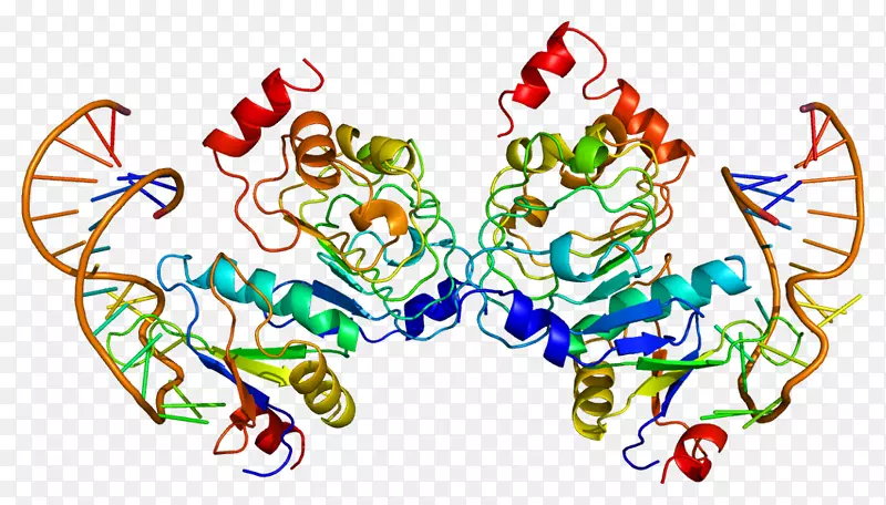 snrpb 2核蛋白snrpa 1基因