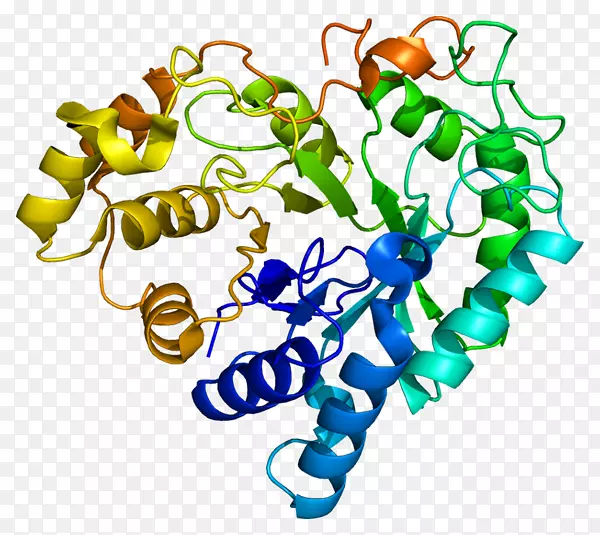 akr1b10阿尔多酮还原酶蛋白酶基因