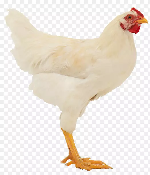 以鸡为食，阿兰&皮姆鹿特丹肉鸡，维尔霍温肉制品-鸡