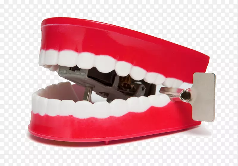 颌骨人类牙齿标本摄影