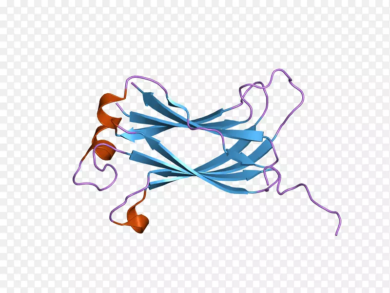 usp 7泛素羧基末端水解酶L1蛋白酶剪辑