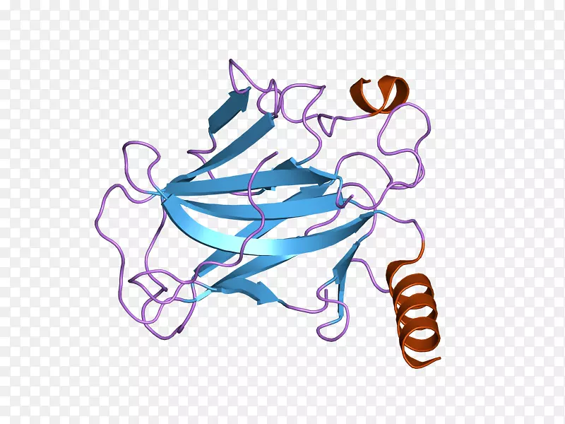 p53蛋白多细胞生物抑癌基因