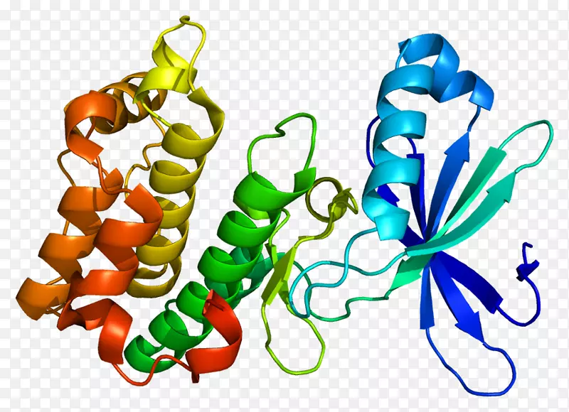安培激活蛋白激酶prkaa 2蛋白激酶安培激活α1