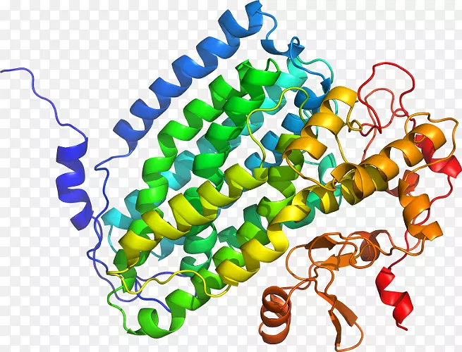 β-分泌酶1跨膜蛋白淀粉样前体蛋白分泌酶γ分泌酶淀粉样β