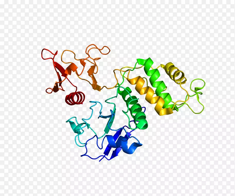PTK2B整合素连接激酶基因蛋白