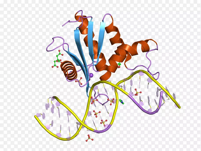 核糖核酸酶hrnaseh1内切酶-酶
