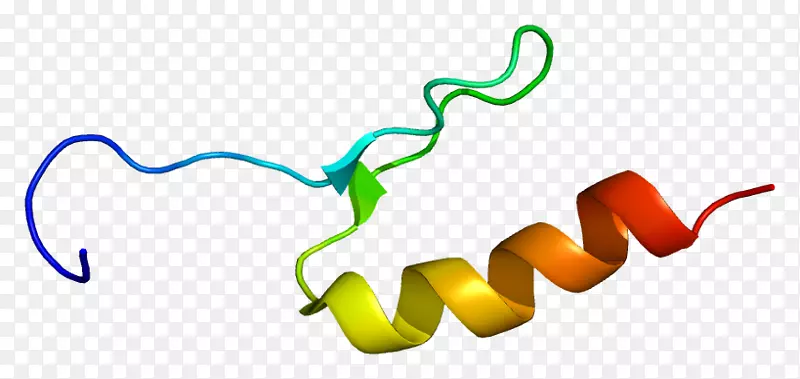 SP3转录因子蛋白SP1转录因子-转录因子