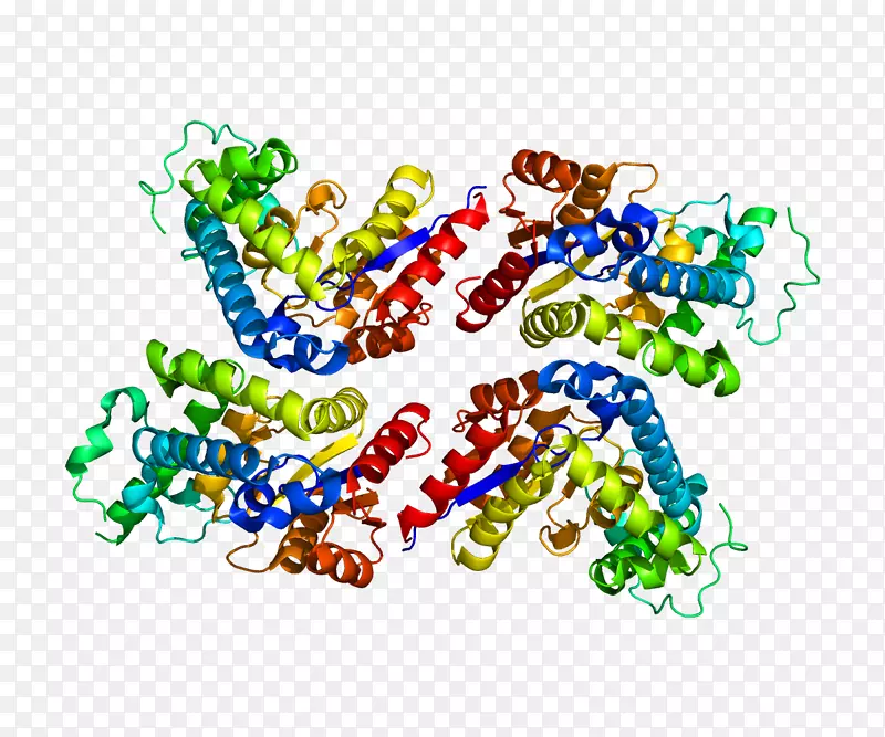 EEA 2蛋白家族遗传密码