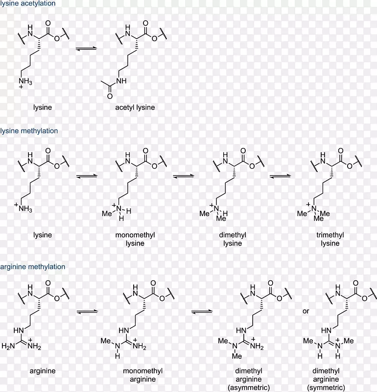 组蛋白乙酰化和去乙酰化组蛋白甲基化
