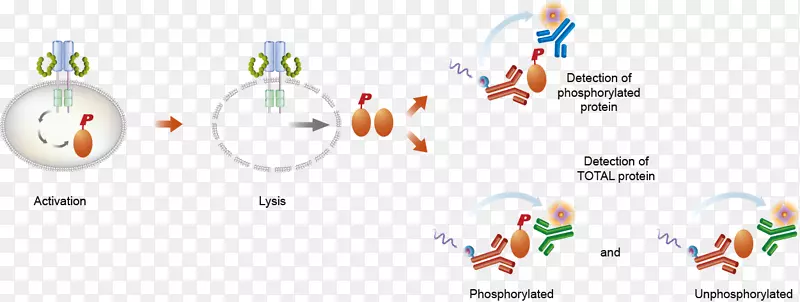 分析裂解细胞ELISA和活化蛋白激酶