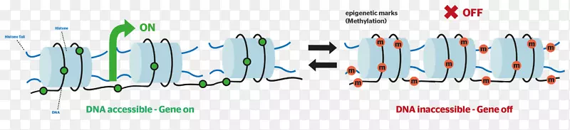 表观遗传学DNA甲基化组蛋白