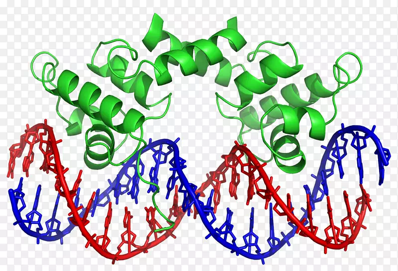 转录因子dna结合域dna结合蛋白