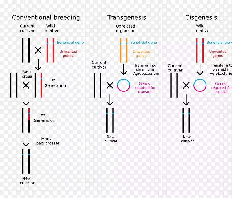 顺式基因工程转基因作物转基因-科学