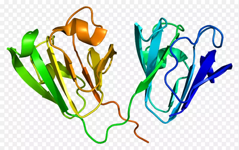 晶体蛋白，γ-d蛋白基因晶状体-眼