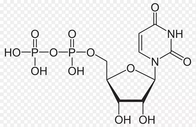 三磷酸尿苷核苷酸二磷酸尿苷一磷酸尿苷